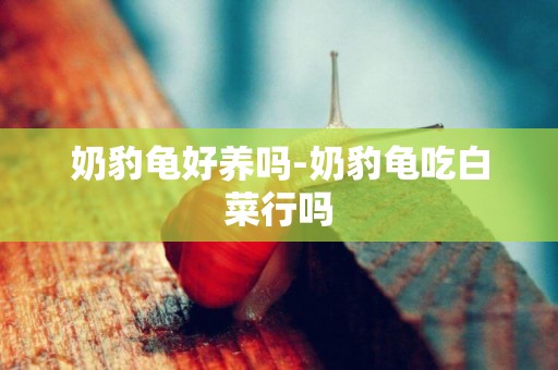 奶豹龜好養嗎-奶豹龜吃白菜行嗎