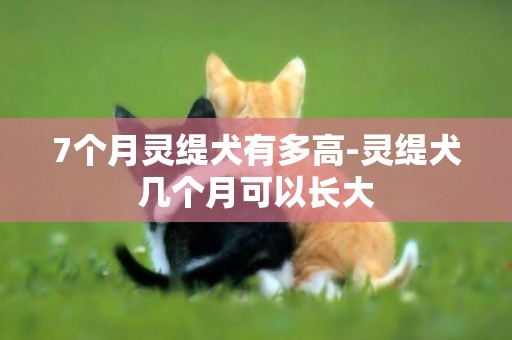 7個月靈緹犬有多高-靈緹犬幾個月可以長大