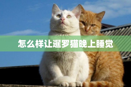 怎么樣讓暹羅貓晚上睡覺