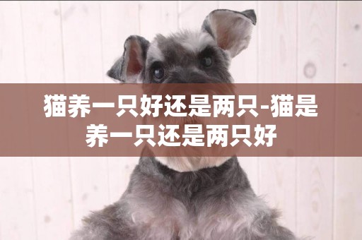 貓養一只好還是兩只-貓是養一只還是兩只好