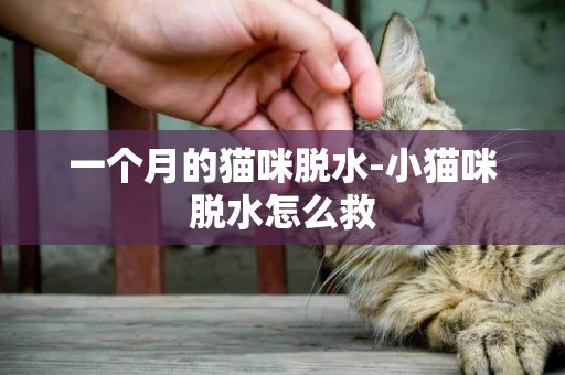 一個月的貓咪脫水-小貓咪脫水怎么救