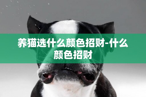 養貓選什么顏色招財-什么顏色招財