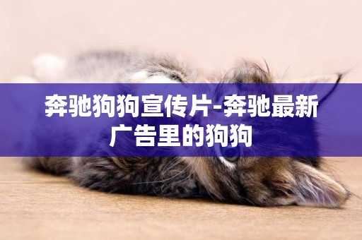 奔馳狗狗宣傳片-奔馳最新廣告里的狗狗