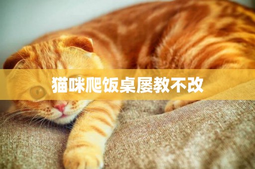貓咪爬飯桌屢教不改