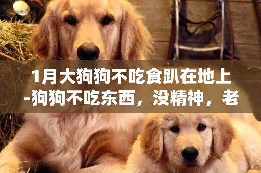 1月大狗狗不吃食趴在地上-狗狗不吃東西，沒精神，老是趴在地上怎么辦