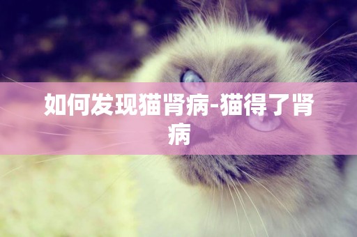 如何發現貓腎病-貓得了腎病