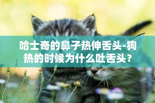 哈士奇的鼻子熱伸舌頭-狗熱的時候為什么吐舌頭？