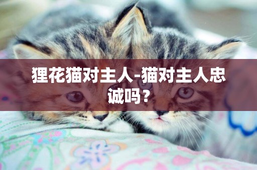 貍花貓對主人-貓對主人忠誠嗎？