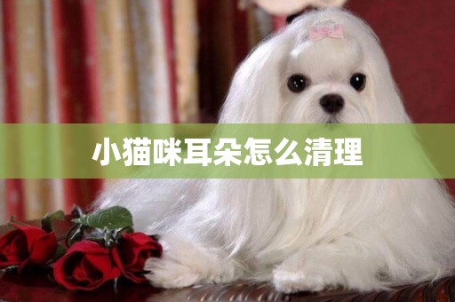 小貓咪耳朵怎么清理