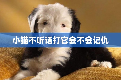 小貓不聽話打它會不會記仇