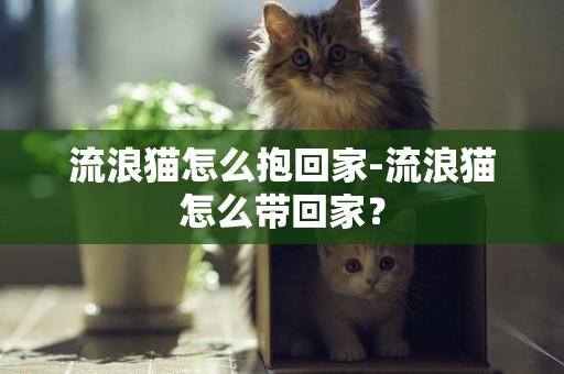 流浪貓怎么抱回家-流浪貓怎么帶回家？