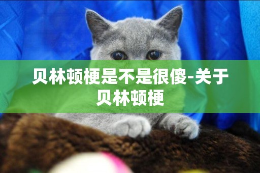 貝林頓梗是不是很傻-關于貝林頓梗
