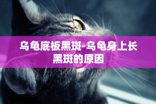 烏龜底板黑斑-烏龜身上長黑斑的原因