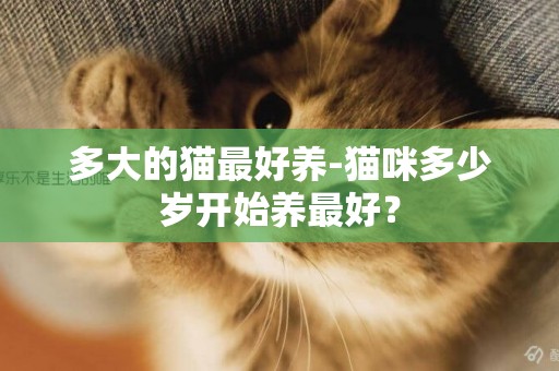 多大的貓最好養-貓咪多少歲開始養最好？