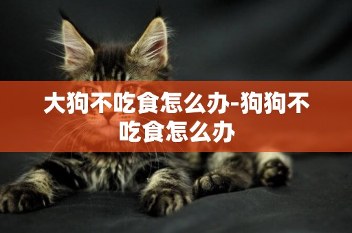 大狗不吃食怎么辦-狗狗不吃食怎么辦