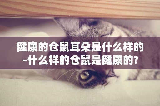 健康的倉鼠耳朵是什么樣的-什么樣的倉鼠是健康的?