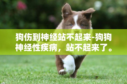 狗傷到神經站不起來-狗狗神經性疾病，站不起來了。。。
