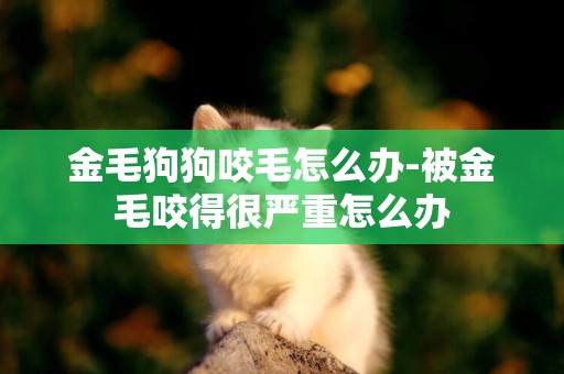 金毛狗狗咬毛怎么辦-被金毛咬得很嚴重怎么辦
