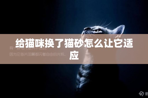 給貓咪換了貓砂怎么讓它適應