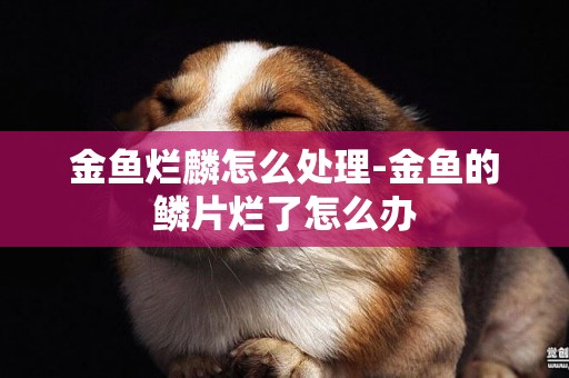 金魚爛麟怎么處理-金魚的鱗片爛了怎么辦