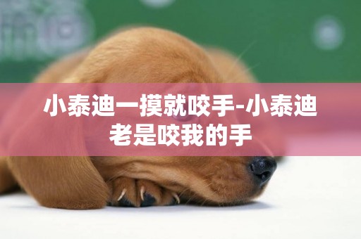 小泰迪一摸就咬手-小泰迪老是咬我的手