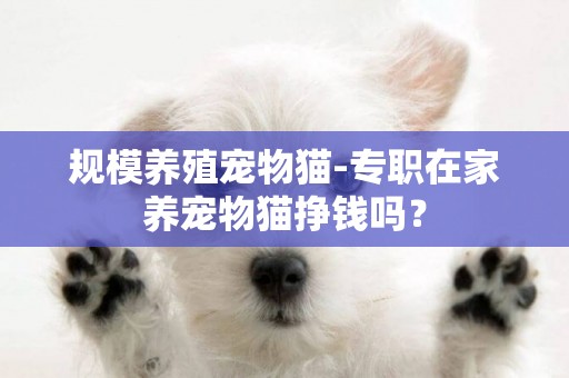 規模養殖寵物貓-專職在家養寵物貓掙錢嗎？