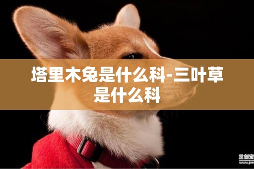 塔里木兔是什么科-三葉草是什么科