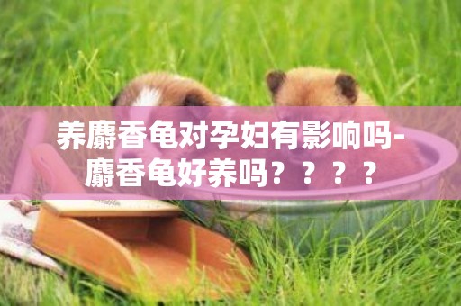 養麝香龜對孕婦有影響嗎-麝香龜好養嗎？？？？