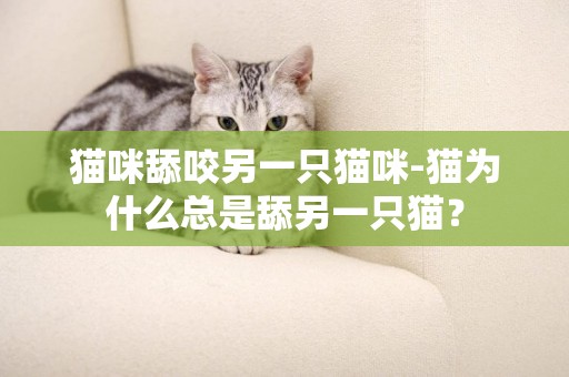 貓咪舔咬另一只貓咪-貓為什么總是舔另一只貓？