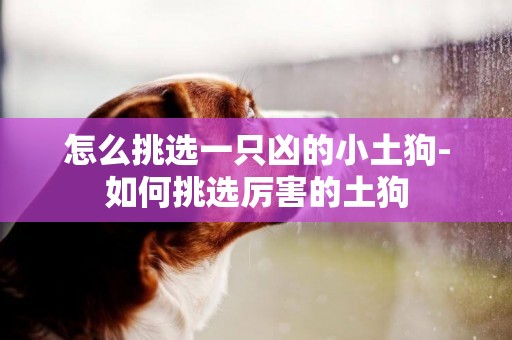 怎么挑選一只兇的小土狗-如何挑選厲害的土狗