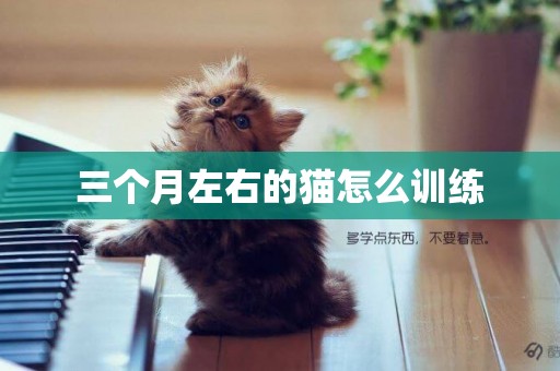 三個月左右的貓怎么訓練