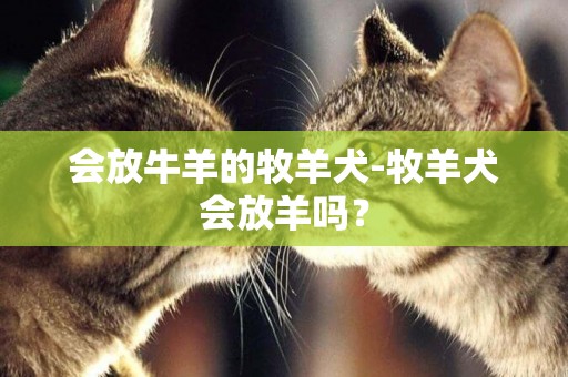 會放牛羊的牧羊犬-牧羊犬會放羊嗎？