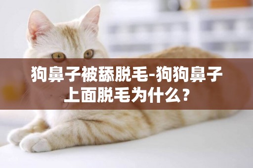 狗鼻子被舔脫毛-狗狗鼻子上面脫毛為什么？