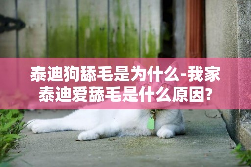 泰迪狗舔毛是為什么-我家泰迪愛舔毛是什么原因?