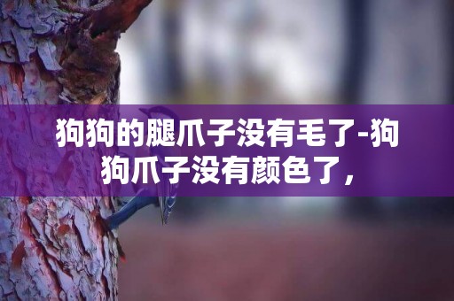 狗狗的腿爪子沒有毛了-狗狗爪子沒有顏色了，