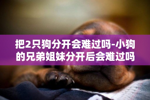 把2只狗分開會難過嗎-小狗的兄弟姐妹分開后會難過嗎?