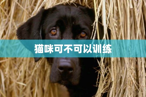 貓咪可不可以訓練