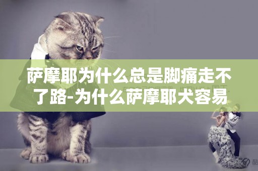 薩摩耶為什么總是腳痛走不了路-為什么薩摩耶犬容易走丟