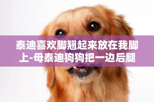 泰迪喜歡腳翹起來放在我腳上-母泰迪狗狗把一邊后腿翹起來放我鞋上什么意思