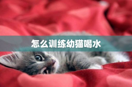 怎么訓練幼貓喝水
