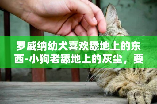 羅威納幼犬喜歡舔地上的東西-小狗老舔地上的灰塵，要緊么？