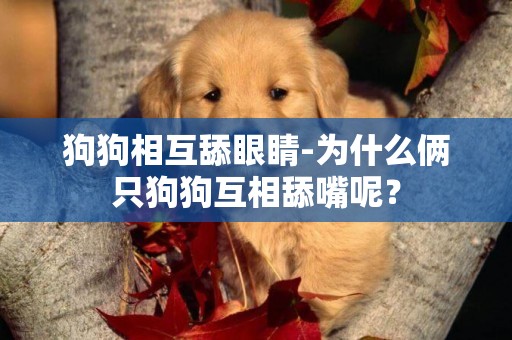 狗狗相互舔眼睛-為什么倆只狗狗互相舔嘴呢？