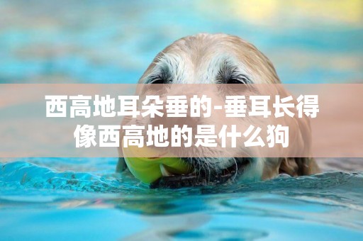 西高地耳朵垂的-垂耳長得像西高地的是什么狗