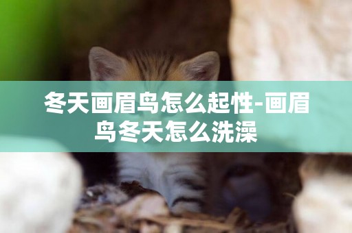 冬天畫眉鳥怎么起性-畫眉鳥冬天怎么洗澡