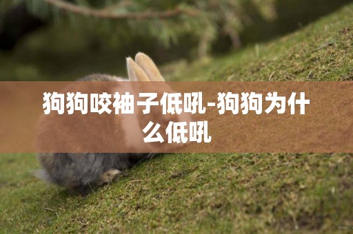 狗狗咬袖子低吼-狗狗為什么低吼