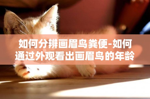 如何分辨畫眉鳥糞便-如何通過外觀看出畫眉鳥的年齡