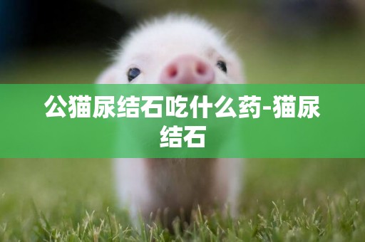 公貓尿結石吃什么藥-貓尿結石
