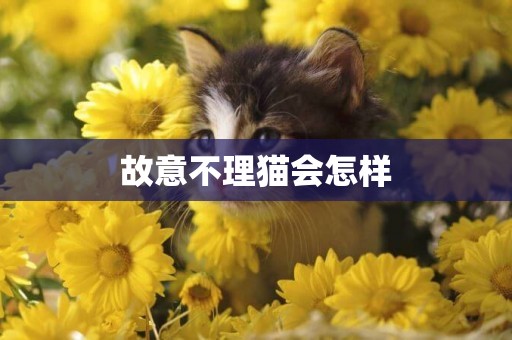 故意不理貓會怎樣