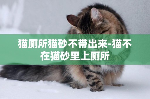 貓廁所貓砂不帶出來-貓不在貓砂里上廁所