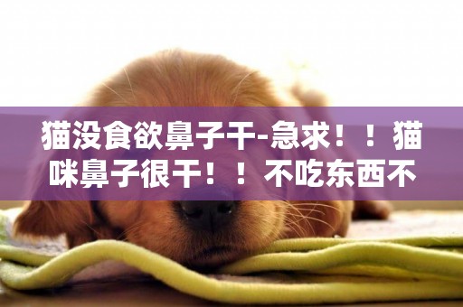 貓沒食欲鼻子干-急求！！貓咪鼻子很干！！不吃東西不喝水！！
